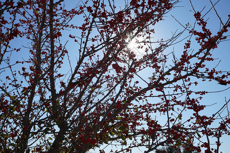 阳光下树枝上茂盛的花楸浆果图片