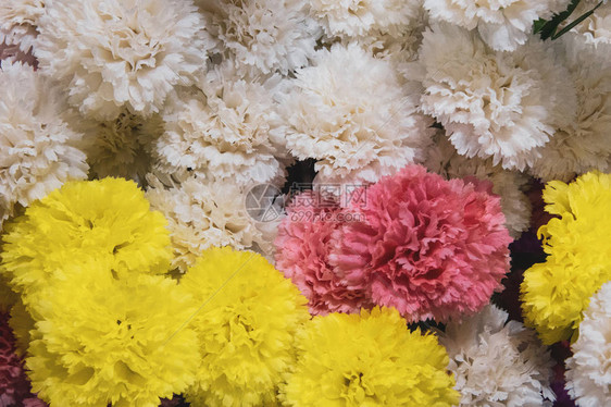 菊花卉装饰背景图片
