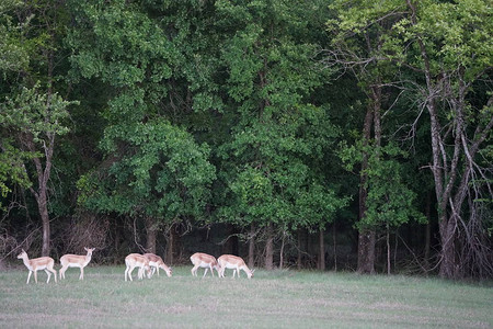 小鹿群在森林旁的绿色草坪上吃草图片