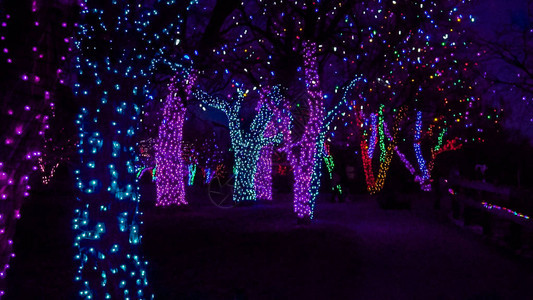 用蓝色和紫色圣诞灯装饰的树背景图片