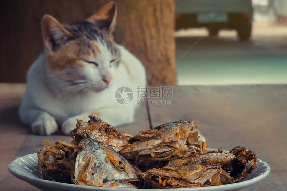 沉睡猫看着深炸鱼头有选择地把注意力图片