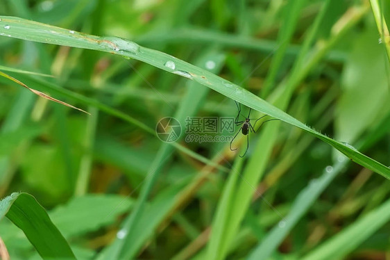 自然背景下草地上的蚊子图片