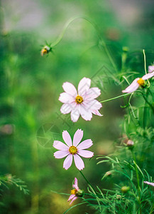 雏菊花园园艺花卉和自然风格的概念优图片