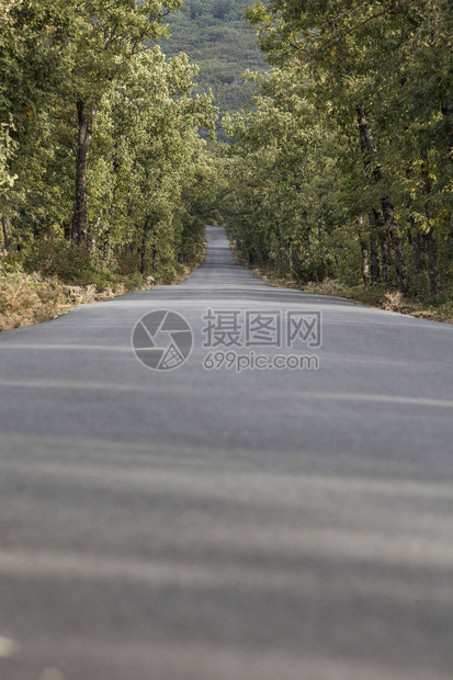 穿过西班牙中心橡树林的道路图片