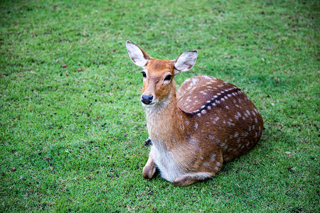 棕鹿在泰国露天动物园游乐园图片