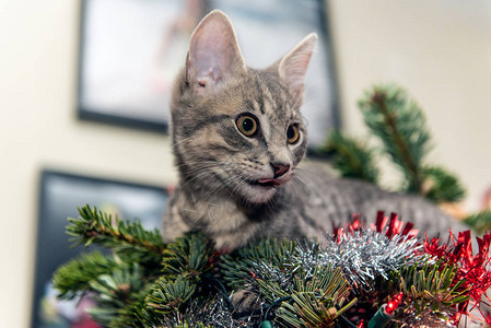银色和灰色的小猫躺在圣诞树上舔着图片