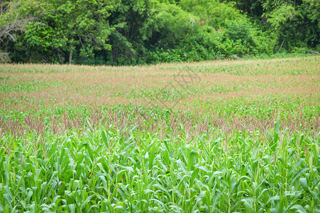 玉米原野背景绿玉米田图片
