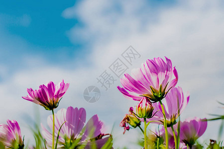 花朵在花园中开花有天空和云彩美丽的春天的图片