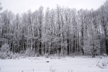 俄罗斯冬季森图片