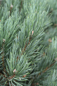 苏格兰松拉丁名PinussylvestrisWa图片