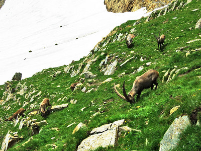 瑞士阿彭策尔内纳罗登州Alpstein山丘郊区的查莫瓦或Rupicaprarupica图片