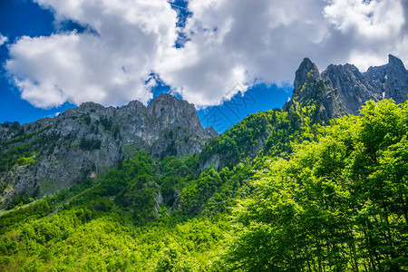 黑山照片中的大山亲吻猫BigMountKiss图片