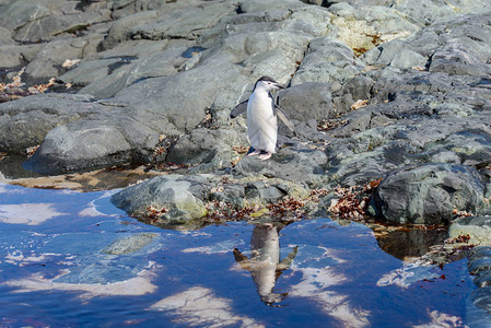 南极洲海滩上的企鹅图片
