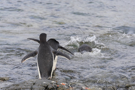 阿德利企鹅去南极洲游泳图片