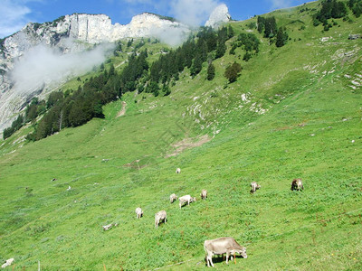 瑞士圣加仑州阿尔普斯坦阿普斯坦牌地山脉上图片
