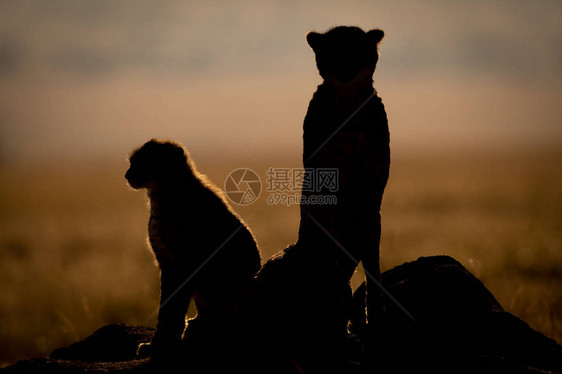 背光猎豹坐在幼崽旁边的剪影图片
