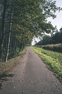 空荡的路两边都是树背景图片