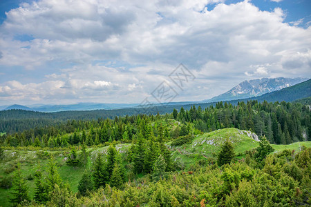 高山林中绿草甸景观图片