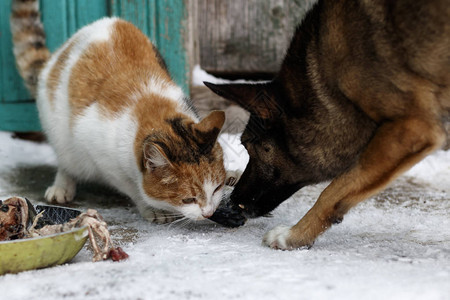 一只流浪狗和一只猫把一块肉从彼此之间带走了图片