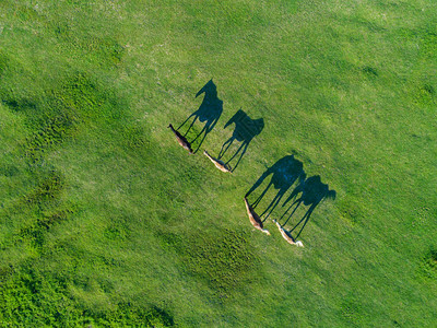 在明亮绿地放牧的马上空中观视它们的影子变成背景图片