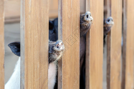 在农场里偷窥木栅栏的猪鼻子猪小鼠们都喷鼻孔直图片