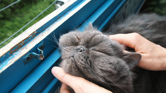 女人在房子的阳台上挠着下巴对一只波斯猫图片