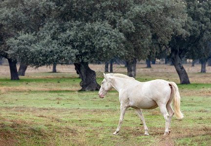 县城一匹美丽的白马画像背景图片
