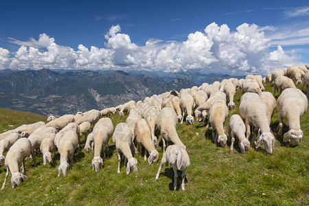 牧羊群在意大利伦巴迪的马尔塞辛蒙特巴图片
