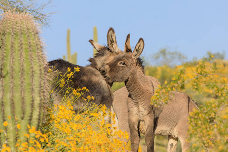 春天在亚利桑那沙漠中的野驴图片