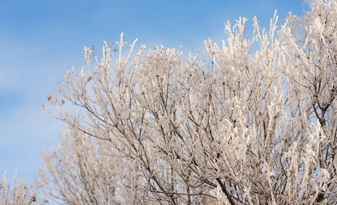 寒冷的冬日下雪灌图片