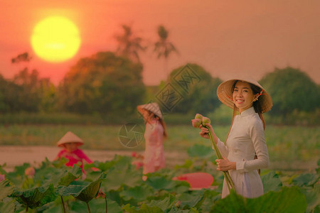 越南妇女在日落时采莲背景图片
