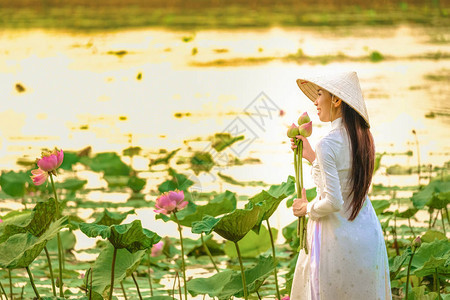 越南妇女在日落时采莲背景图片