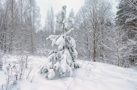 森林里下雪的冬天树枝上是雪图片