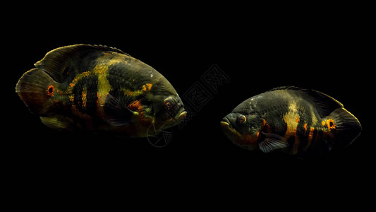 两条奥斯卡鱼Astronotusocellatus眼球对眼球黑色背景中孤立图片