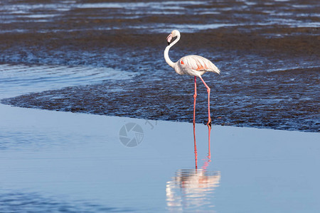 在纳米比亚沃尔维斯湾保留地的浅水中食用罗西弗拉明戈鸟图片