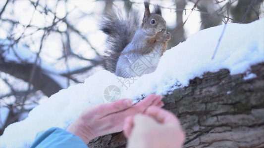 松鼠把食物从手中夺走的特写镜头松鼠在冬天从公园里的人手中拿走食物公园图片