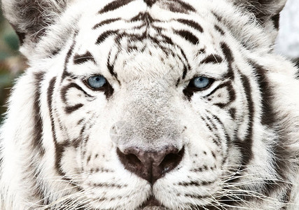 Bengal白老虎近距离关闭Pantheratigrist图片