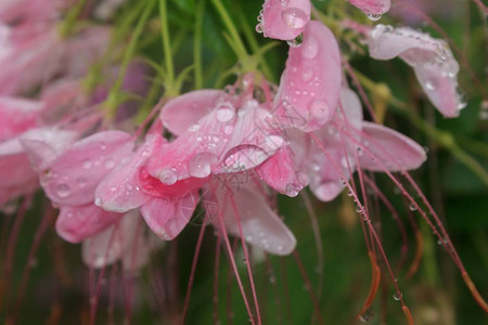 粉红色花朵上的水滴图片