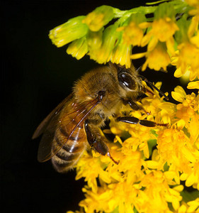 蜜蜂在黑色背景上从黄花中收集花粉背景图片