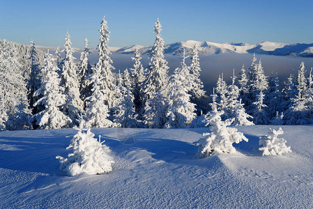 寒霜覆盖了山林中的树木冬天气晴朗图片