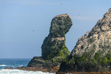 ShagRocks岩石海岸的长焦镜头这些岩石是南乔治亚州最西部的六个无人居住的小岛它们以南乔治亚帝国鸬鹚命名图片