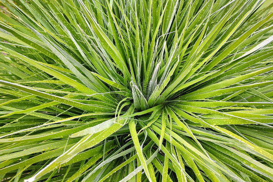 绿色新鲜叶子Yucca图片
