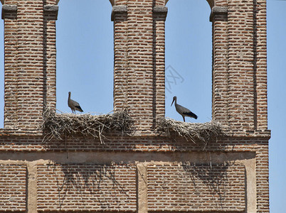 在阿维拉城墙顶部筑巢的两只鹳鸟图片