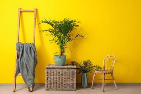 绿色热带植物家具靠近彩色墙的图片
