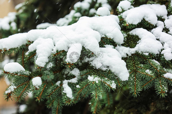 户外白雪皑的枞树特写图片