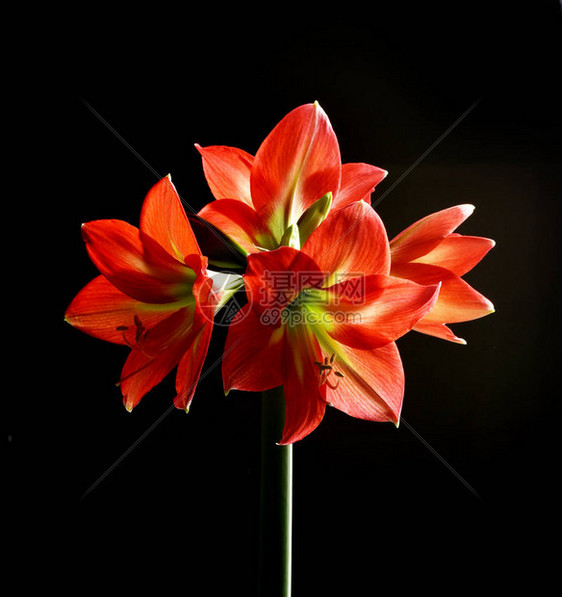 盛开的红色孤挺花被黑色隔离图片