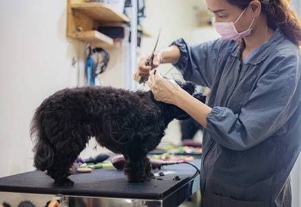 女人在宠物店把狗图片