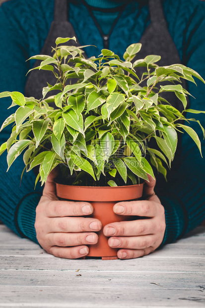 花盆里的榕在一个女人的手里图片