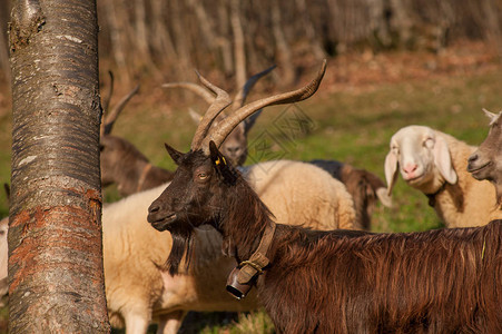 山羊在山牧场放牧图片