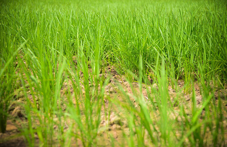 干旱绿色稻田稻田农业区旱季开裂的地面旱地自然灾害破坏农业图片